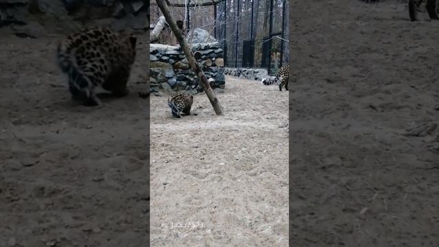 Леопардёнок 😄дальневосточный леопард Amur leopard