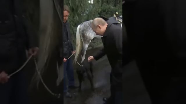 President Vladimir Putin loves animals