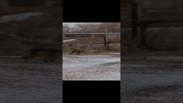 Дина уходит в даль.