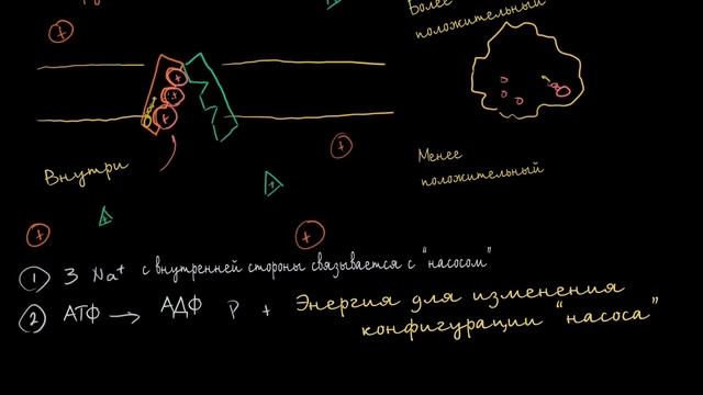 [KhanAcademy] Натрий-калиевый насос