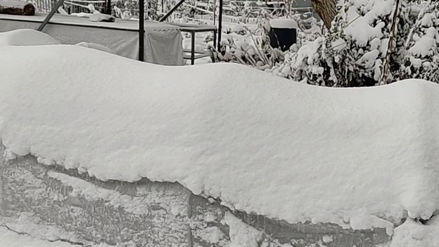 Гортензия в снегу. В чем разница между сортами