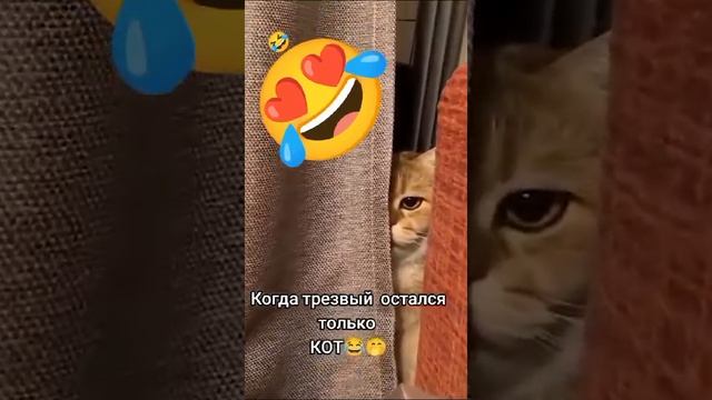 трезвый кот