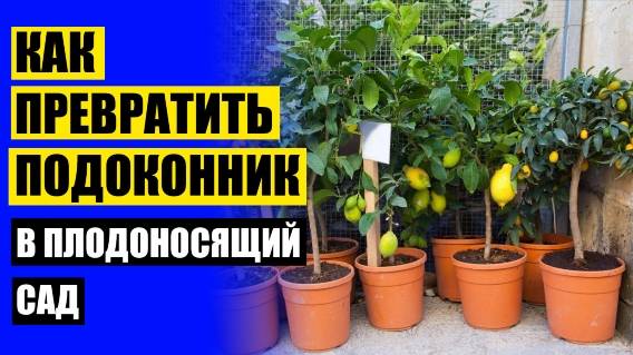 САМЫЕ НЕПРИХОТЛИВЫЕ КОМНАТНЫЕ РАСТЕНИЯ БОЛЬШИЕ 🚫 ЛЕСНЫЕ МИНИ ДЕРЕВЬЯ