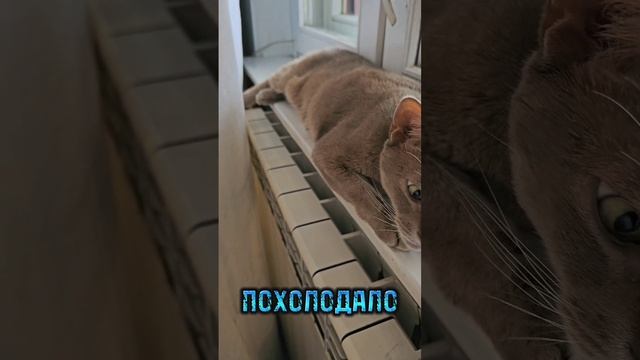 Холодно без ТЭЦ #котикгреется