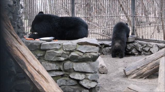 Уссурийские белогрудые медвежата. Один кушает, другой выливает воду из таза 04.11.2024