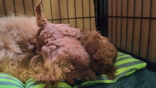 Той пудель 🐩🐩🐩 Редбраун