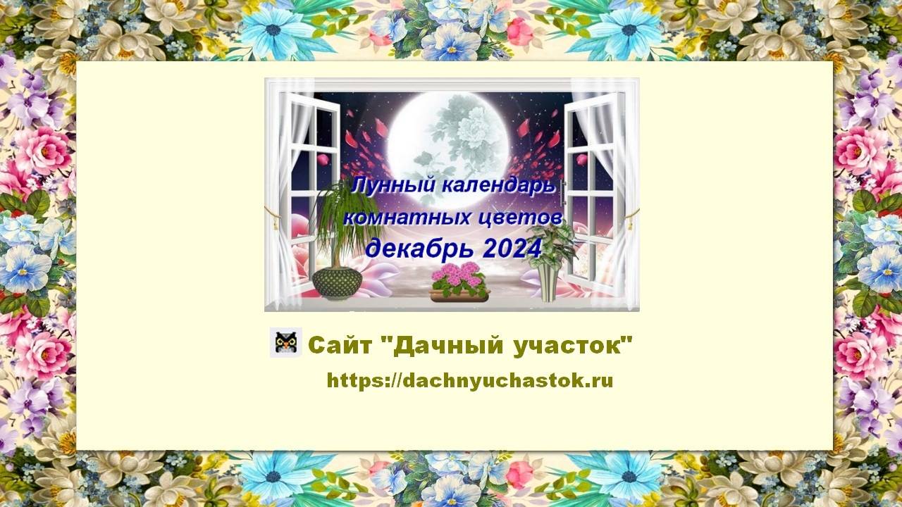 Лунный календарь комнатных растений и цветов на декабрь 2024 года