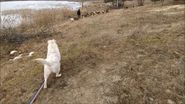 Лабрадор и козы. Отрабатываем основные команды сдерживания.