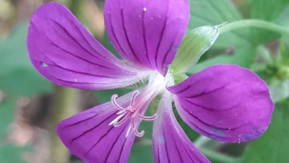 190. Герань болотная - Geranium palustre