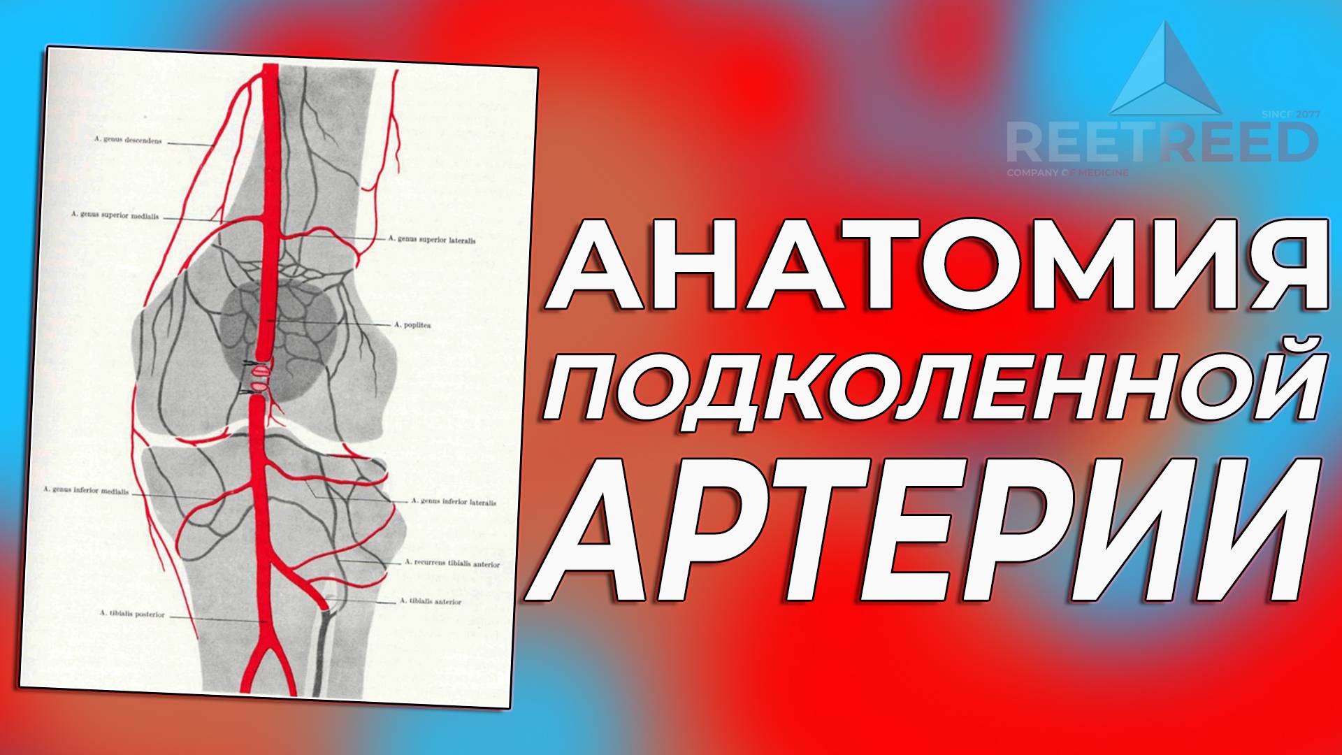 Анатомия Подколенной АРТЕРИИ