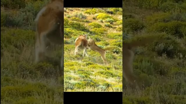 In a hunting battle, the size of the prey is not as important as the skill of the hunter.