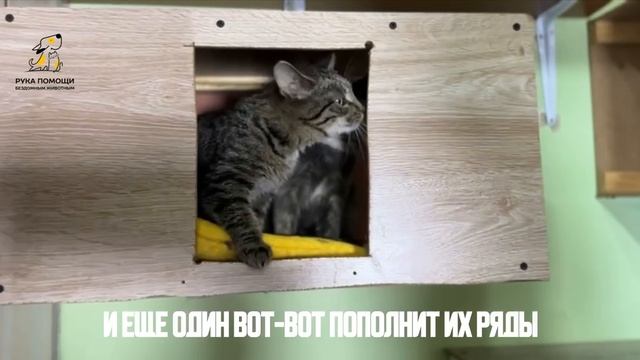 Классные новости от помета Пятерка! Трое малышей здоровы и ищут дома!