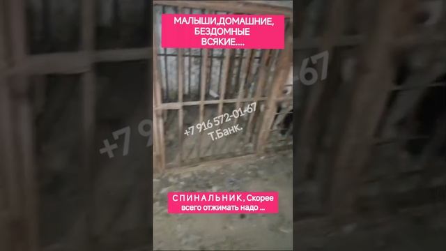 помогите пожалуйста спасти собак