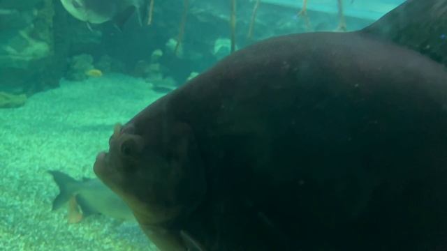 5 день в дельфинарии 🦊🐧🦎