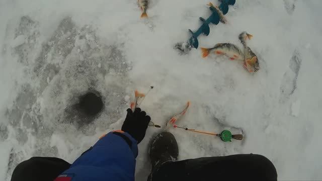 Ловля окуня на блесну. Омск. Затон