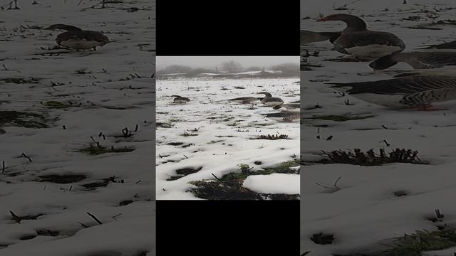 На прогулке с кошечкой Лапой, волкодавом Евой и боевыми гусями ☝