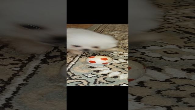 VID_20241101_143831.mp4
