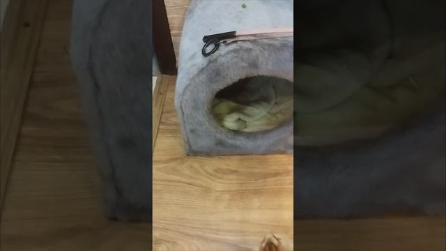 Босс! Сторожевой кот в будке !