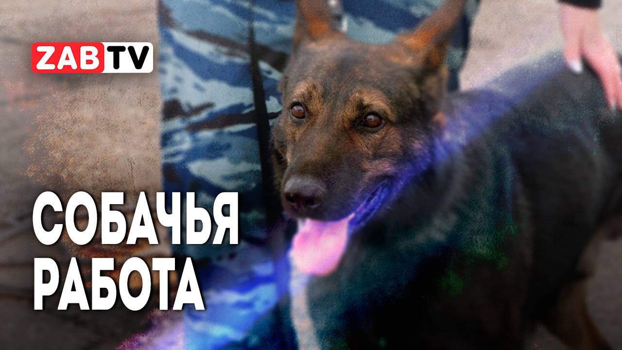 Торжественное открытие всероссийских учебно-методических сборов в центре кинологической службы.