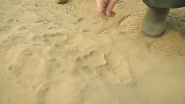 В поисках тигра и леопарда. Сергей Доля.