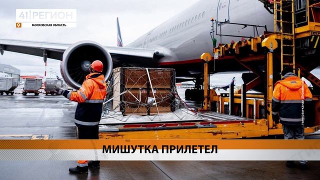 КАМЧАТСКИЙ МЕДВЕЖОНОК ПОТАПЫЧ ДОСТАВЛЕН В МОСКВУ • НОВОСТИ КАМЧАТКИ