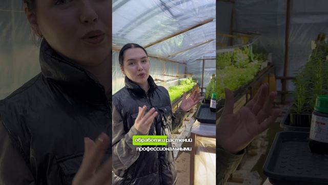 Черенки Калибрахоа. Для заказа пишите нам в сообщения.