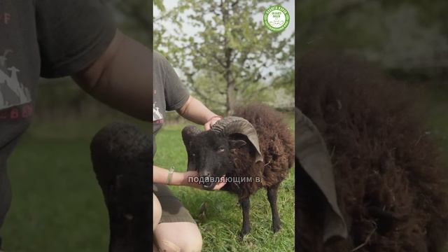 6 ноября Международный день памяти животных, которые погибли от рук людей.