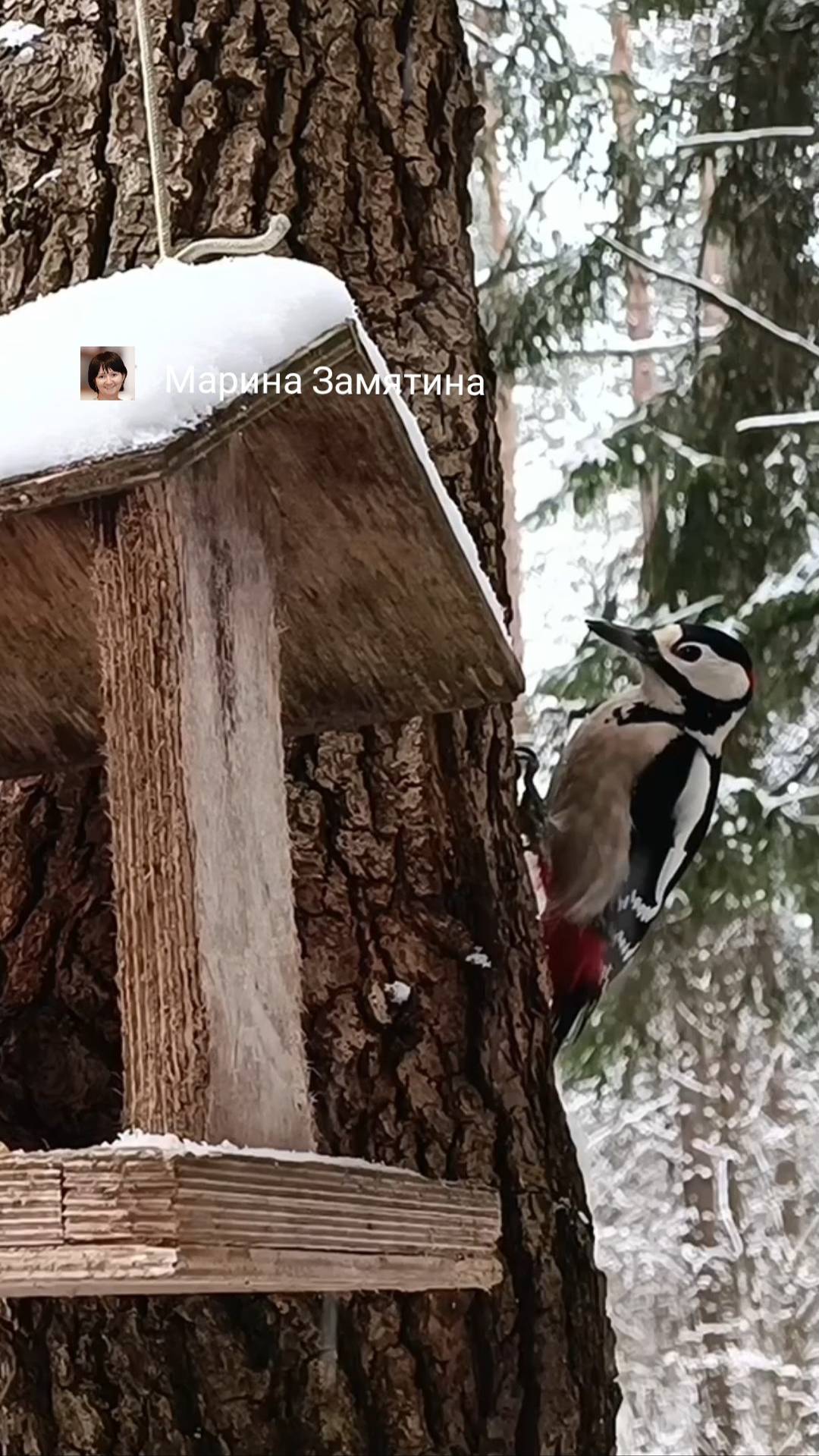 В лесу у кормушки увидели дятла.
