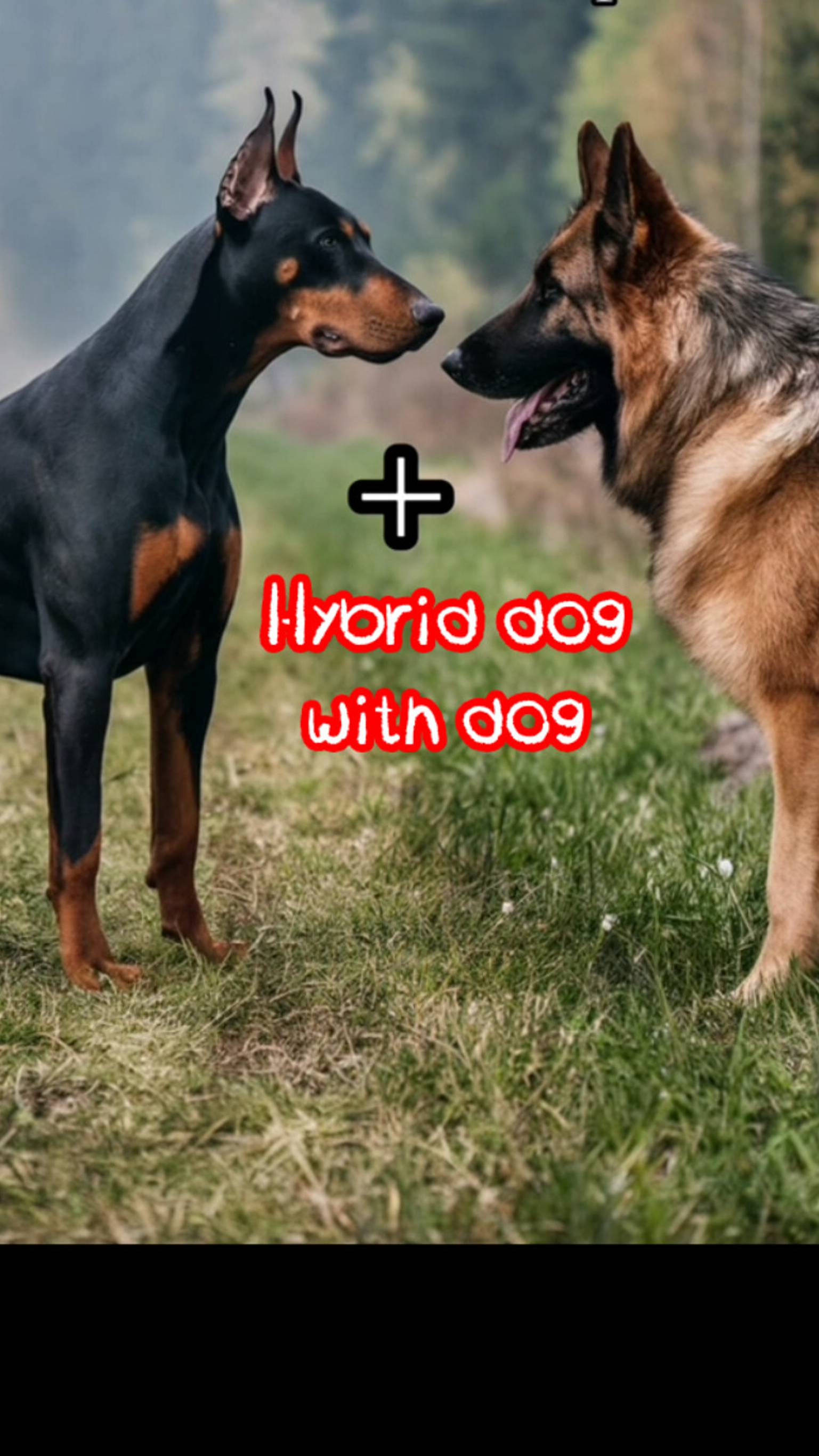 "Doberman Hybrid Breeds: Unleashing the Best of Both Worlds!"