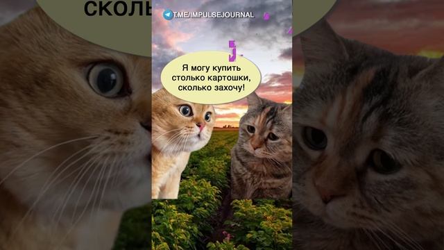 В поле. Часть 2 #мыкотики #вмем #разговор #анекдот #шутки #кот #юмор #смешное #прикольно #мемы #cat