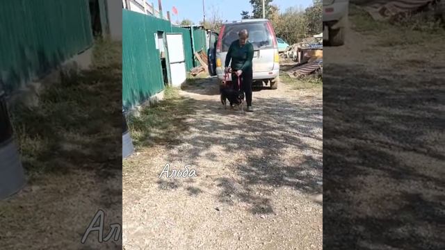 Няня для собак инвалидов