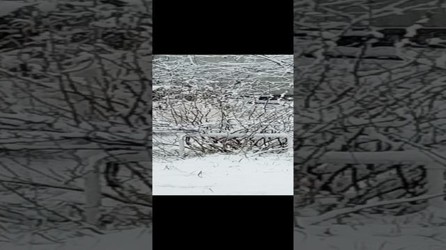 VID_20241104_080656.mp4