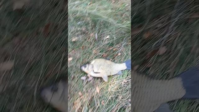 Рыбалка 🎣 большой карась)
