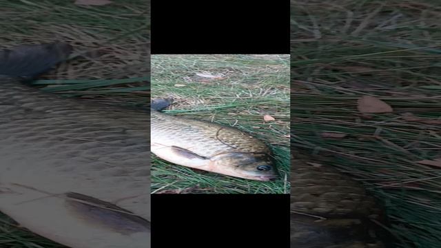 Рыбалка 🎣 карась на червя)