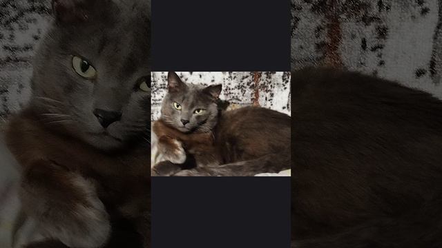 видео с моего канала ЯППИ 06.11.2024 yappy_download_4ad214c5f45f42a691530987b486c144