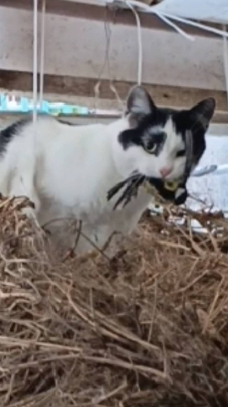 Милый котик поймал птичку коты охотятся.