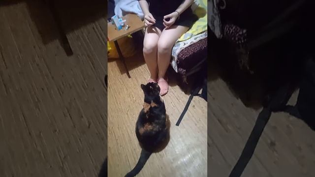 scene_output.mp4