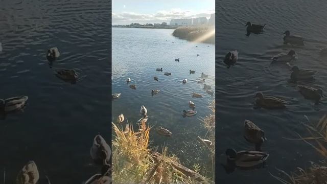 Утята Новороссийска