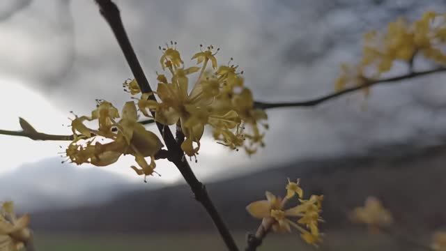 Цветёт кизил... весна в Крыму