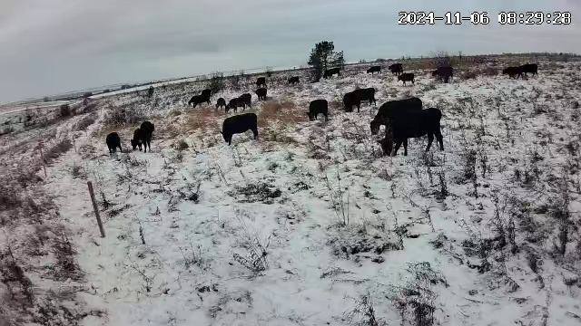 Снежные Абердин Ангуссы