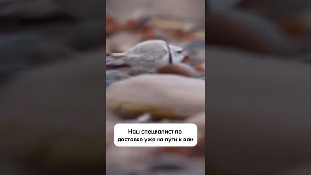 Быстрее ветра! Доставка дверей из наличия за 24 часа 😎 #двери #дверимежкомнатные #ремонт #интерьер