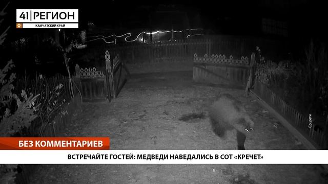 ВСТРЕЧАЙТЕ ГОСТЕЙ: МЕДВЕДИ НАВЕДАЛИСЬ В СОТ «КРЕЧЕТ» • БЕЗ КОММЕНТАРИЕВ