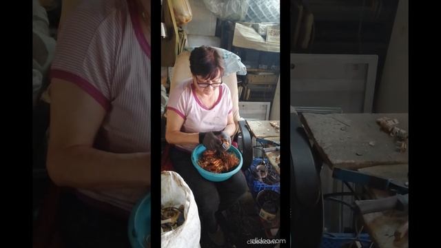 🔥 Kamala Harris won / Камала Харрис победила ?