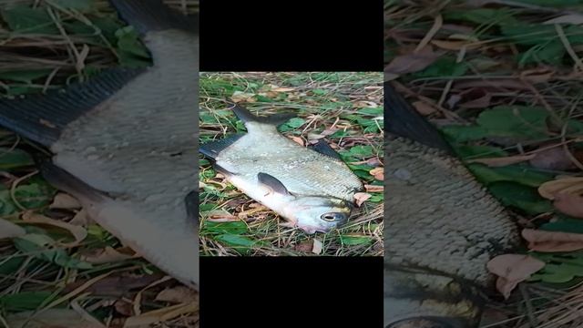 Подлещик 🎣попался)