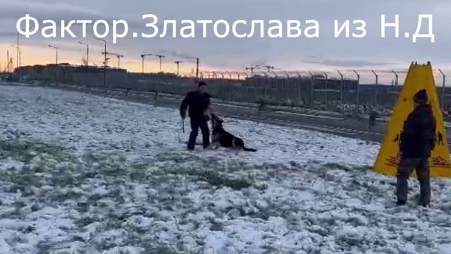 ЗЛАТОСЛАВА из НЕВСКОГО ДЕСАНТА ПРК 03.11.24