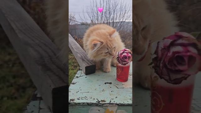 Давай поклянёмся быть Счастливыми 😽⏰️💓