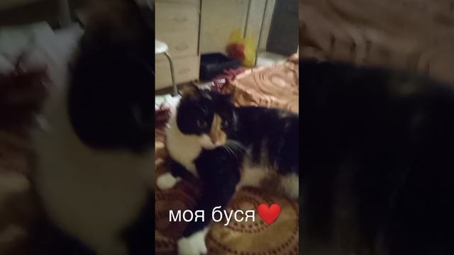 scene_output.mp4