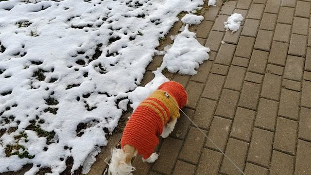 06.11.2024 г Гуляем с Нюшей/Доверили собаку. Первый опыт собаководства