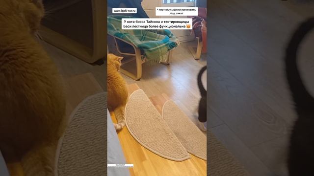лестница для собак и кошек