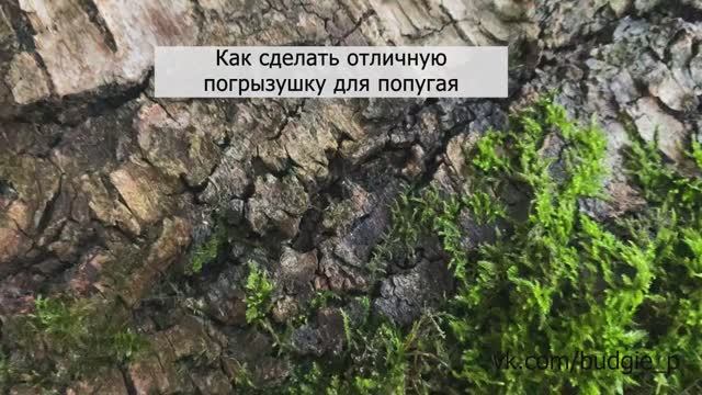 Погрызушка. Стимулирование естественного поведения волнистого попугая.
